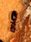 Camponotus truncatus